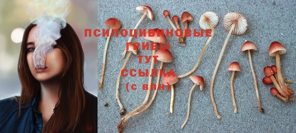 стаф Аркадак